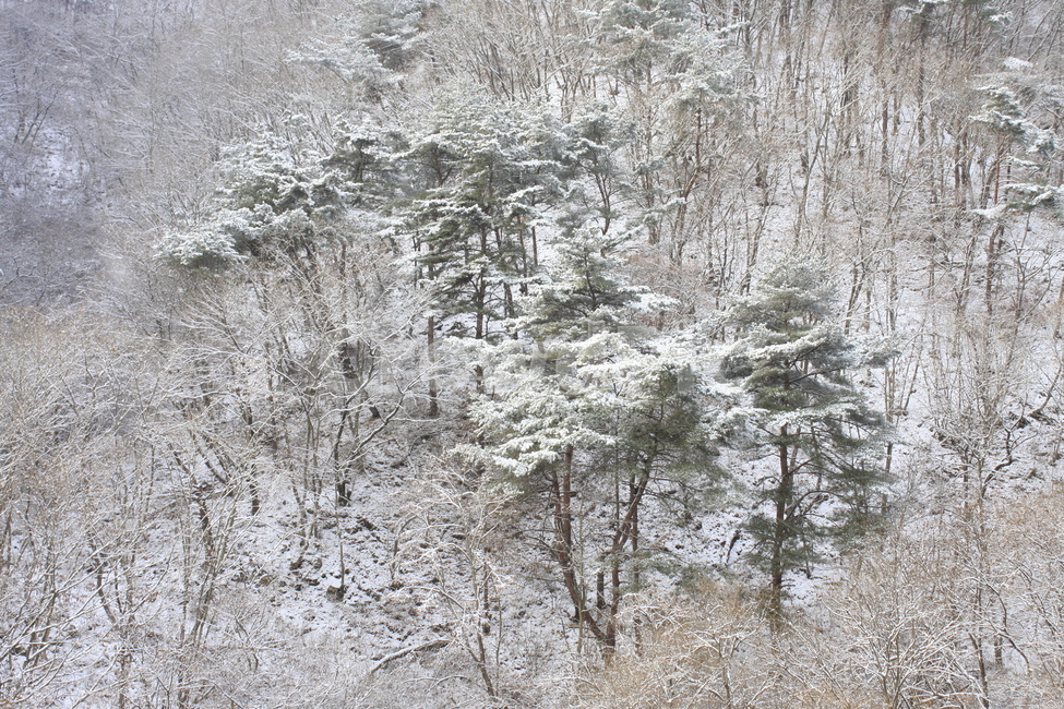 의림지,용두산,소나무,나무,자연,겨울,계절,winter,season,자연,풍경,nature,landscape,outdoors,옥외,snow,눈