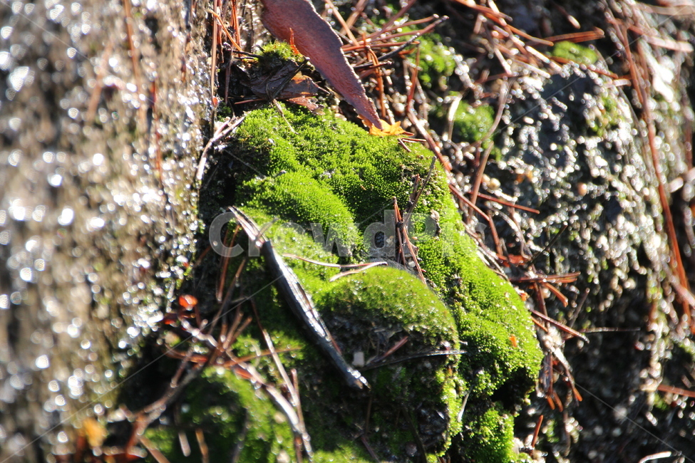 이끼,바위,moss,식물,plant,여름,산,클로즈업,식물,자연,plants,nature