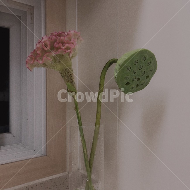 plant,식물,맨드라미,연꽃,연꽃씨방,꽃병,투명화병,flower,cockscomb,인테리어,감성,유리화병,꽃꽂이,연방,lotus,식물,자연,plants,nature