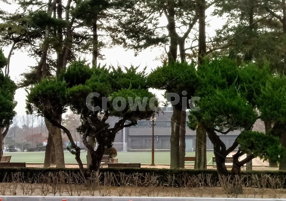 나무,식물,plant,tree,treetrunk,나무줄기,자연,큰나무,향나무,공원,건물,식물,자연,plants,nature,나무,trees,wood