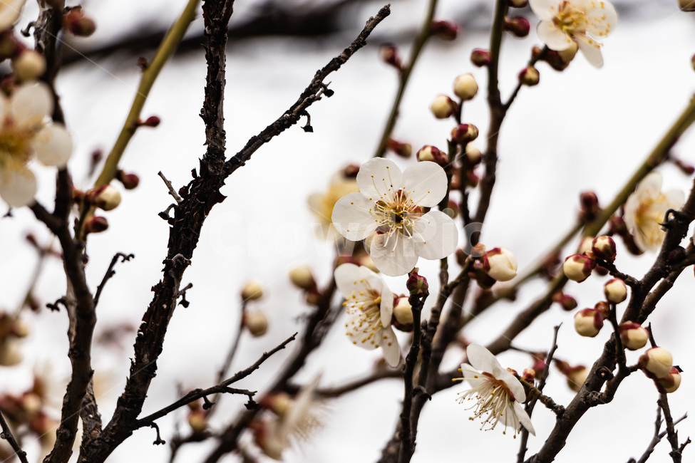 매화,매화꽃,매실꽃,백매화,흰매화,봄,계절,spring,season,식물,자연,plants,nature,꽃,flower,plant