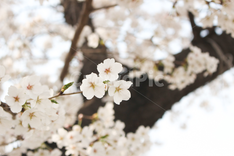벚꽃,벚꽃나무,꽃잎,벚꽃잎,봄꽃,봄,spring,벚나무,white,벚꽃놀이,벚꽃축제,봄소풍,봄나들이,나들이,소풍,공원,park,식물,나무,cherryblossom,blossom