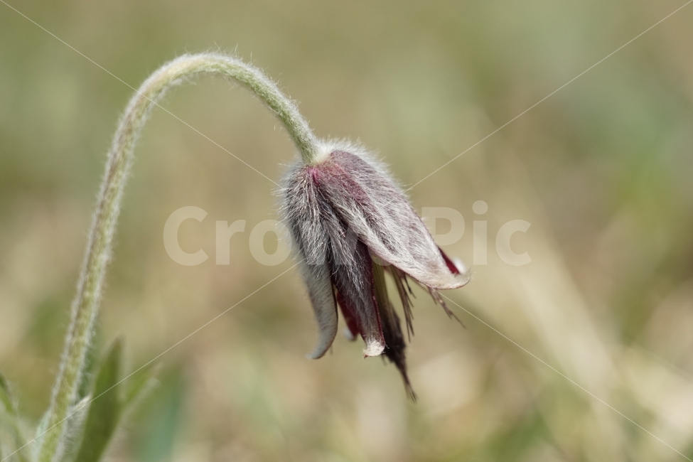 할미꽃,플라워,4월,식물,자연,봄,spring,nature,flower,꽃사진,감성,감성사진,plants,홀씨,번식,계절,season,풍경,landscape,식물,자연,plants,nature,꽃,flower