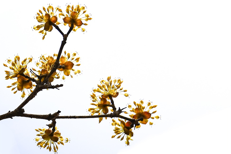 산수유,꽃,산수유꽃,산수유열매,봄꽃,봄,corni,자연,식물,자연,plants,nature,꽃,flower