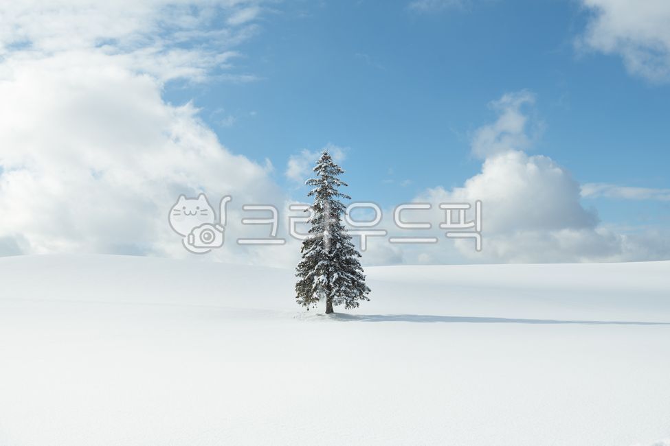 snow scene,nature,biei,christmas tree,tree,winter,Hokkaido,hokkaido,asnowyland,natural scenery,Sapporo,plant,season,BA