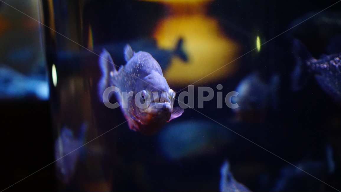 바다,자연,물고기,코엑스,물,동물,animal,어류,물고기,fish