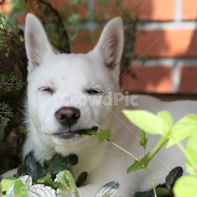 강아지,아기강아지,dog,puppy,cute,귀여움,댕댕이,흰둥이,흰강아지,whitedog,동물,animal,포유류,개,pet,풀먹는강아지,동물,animal,포유류,mammal,개,강아지,dog,doggy