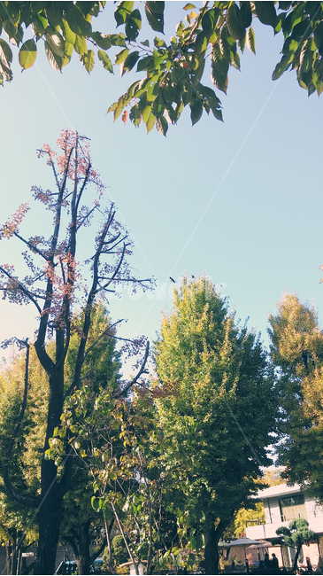 자연,나무,여름,청량한,하늘,summer,tree,감성,푸릇한,초록,울창한,시원한,여름,계절,summer,season,자연,풍경,nature,landscape,식물,plants,나무,trees,wood,plant,fir,전나무