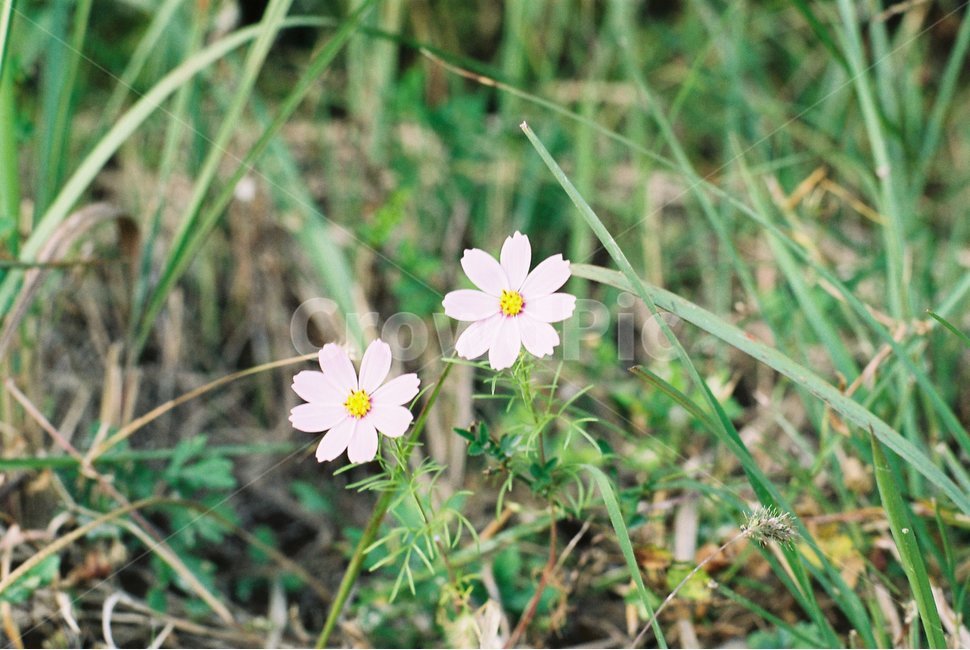 코스모스,가을,들꽃,가을꽃,계절,아름다움,청초함,순애보,순정,season,식물,자연,plants,nature,꽃,flower,fall,식물,자연,plants,nature,꽃,flower,감성,sensible,feeling