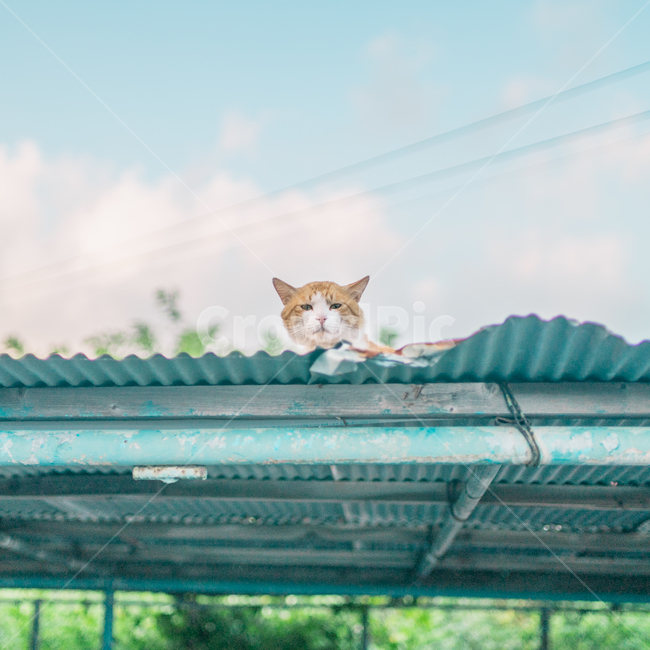 고양이,반려묘,애완동물,귀여움,동물,cat,cute,animal,동물,animal,포유류,mammal,고양이,cat,kitten,kitty