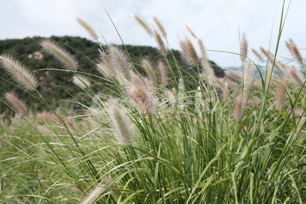 강아지풀,식물,초록,풀,하늘,식물,자연,plants,nature