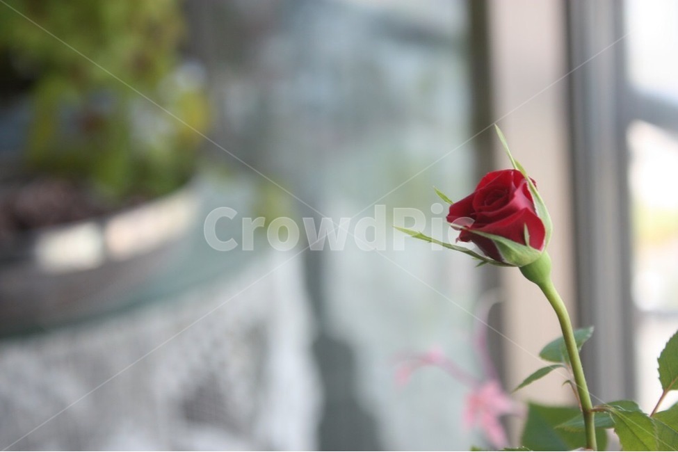 장미,아웃포커싱,rose,식물,꽃
