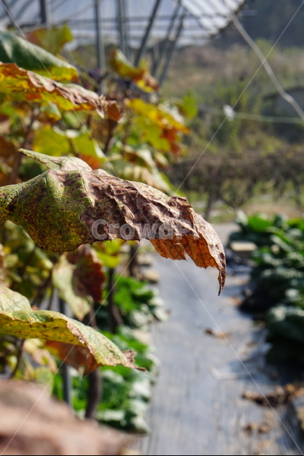 자연,농사,포도잎,가을,잎,leaf,plant