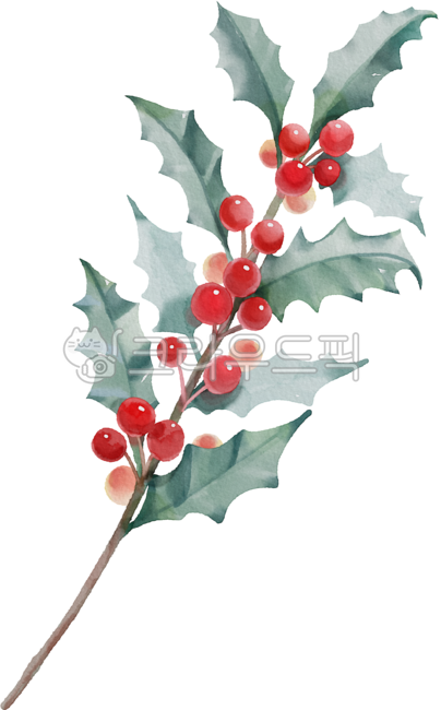 birthday,Decorating a diary,winter,Tattoo,flower design,december,nature,flower painting,birth flower,arbor day,tattoo design,floral design,flower,Dakku,watercolor,painting,flower illustration,plant illustration,plant,holly tree,Watercolor,holly