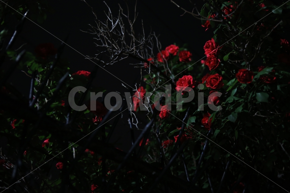 밤,야경,꽃,장미,풍경,식물,자연,plants,nature,꽃,flower