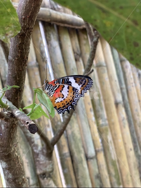 나비,butterfly,곤충,호랑나비,채집,동물,animal,곤충,벌레,insect,bug