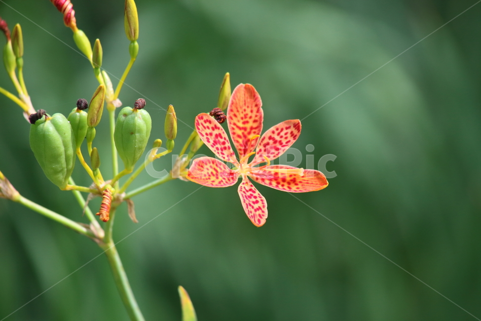 범부채,범부채꽃,blackberrylily,flower,blossom,식물,자연,plants,nature,꽃,flower