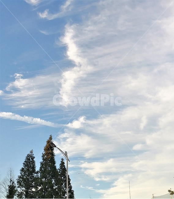 구름,푸른하늘,맑은하늘,구름낀하늘,sky,cloud,자연,풍경,nature,landscape,tree,나무,plant,식물,fir,전나무