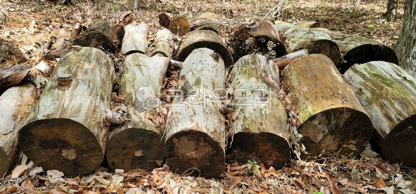wood pile,piece of tree,piece,firewood,piece of wood,tree,wood carving