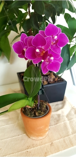 plant,식물,flower,꽃,blossom
