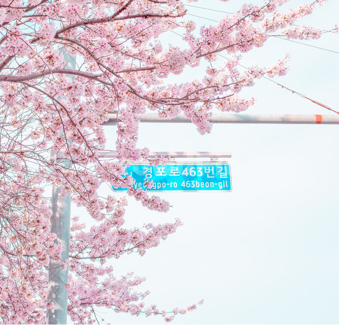 벚꽃,꽃,봄,자연,풍경,봄,계절,spring,season,식물,자연,plants,nature,꽃,flower,색깔,색상,색채,색감,color sense,color sensitivity,feeling of color,plant,cherry blossom,blossom