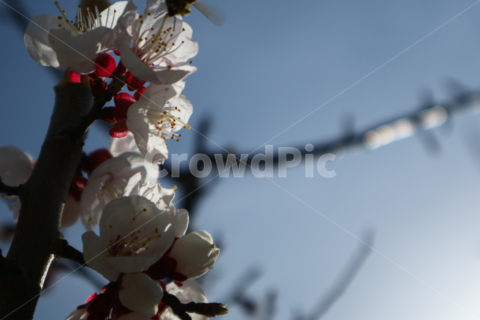 벚꽃,벚나무,배경화면,바탕화면,봄,식물,자연,plants,nature,꽃,flower