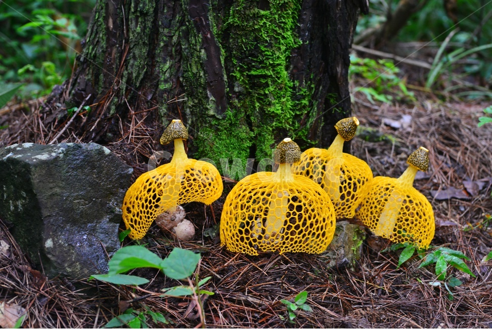 plant,식물,fungus,진균류,버섯,망태,망태버섯,노랑,노랑망태버섯,독버섯,여름,계절,습지,포자,자연,버섯,mushroom