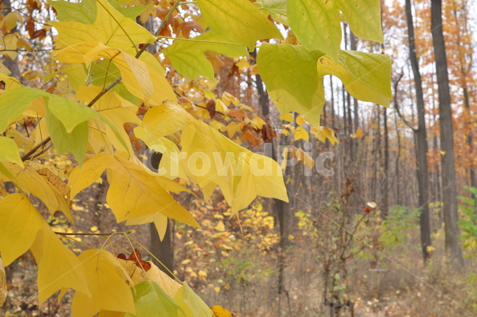 가을,낙엽,나뭇잎,풍경,가을풍경,나무,노랑,가을,계절,fall,autumn,season,자연,풍경,nature,landscape,leaf,잎,plant,식물,tree