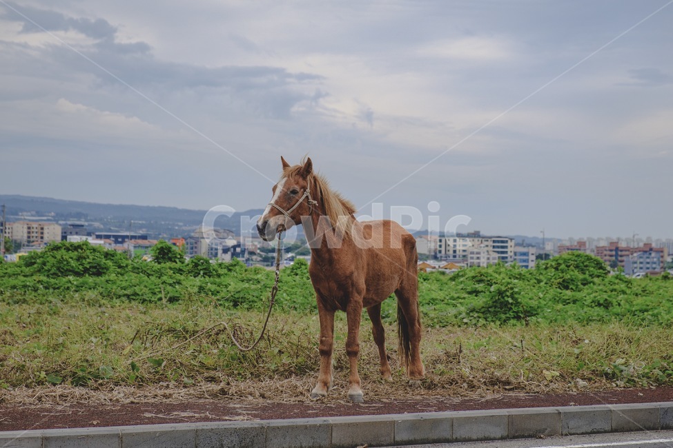 말,동물,animal,horse,제주,jeju,동물,animal,포유류,mammal
