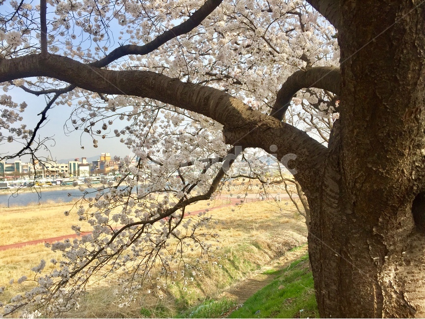 벚꽃,봄,벚나무,경주,꽃놀이,봄,계절,spring,season,식물,자연,plants,nature,나무,trees,wood,tree,tree trunk,나무 줄기,plant