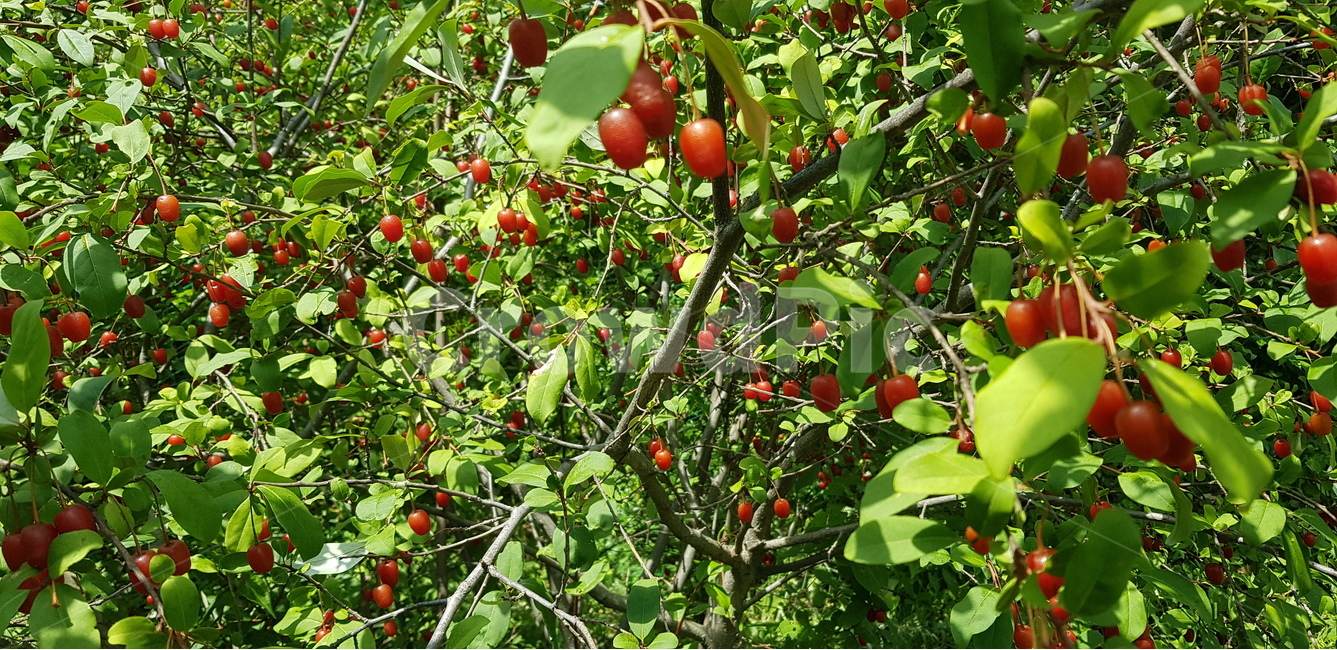 보리수나무,보리수,보리수수확,보리수열매,보리수수확시기,식물,자연,plants,nature,과일,열매,fruit