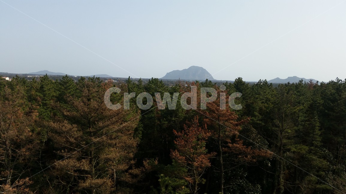 숲,하늘,나무,자연,곶자왈,forest,wood,grove,덤불숲,삼림지,woodland,thicket,깊은숲,삼림