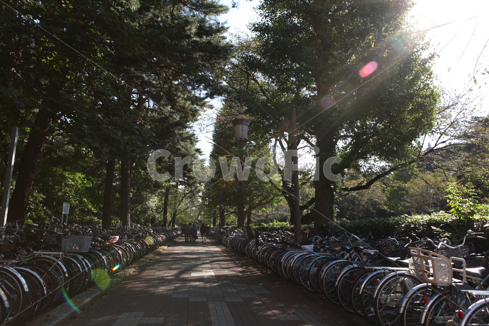 일본,도쿄,자전거,여름,나무,햇살,가로수,japan,tokyo,bicycle,bike,summer,tree,sunshine,자연,풍경,nature,landscape,휴식,힐링,rest,relaxation,healing,wheel,바퀴,machine,기계