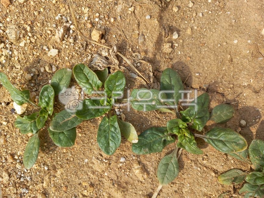 시금치,흙,토지,토양,spinach,싱금치,시금추,명아주과,적근채,파릉채,파채,채소작물,2년생초본