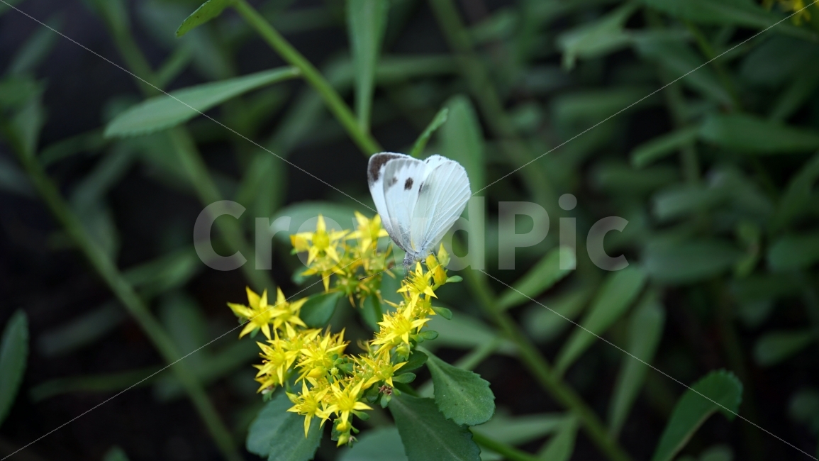 층꽃풀,마편초과,꽃,플라워,식물,자연,flower,nature,나비,곤충,insect,butterfly,동물,animal,꽃사진,plants,풍경,landscape,접사,macro,봄,spring,계절,season,감성,힐링,healing,스냅,snap,클로즈업,마크로,closeup,한국자연,식물,자연,plants,nature,동물,animal,곤충,벌레,insect,bug,꽃,flower