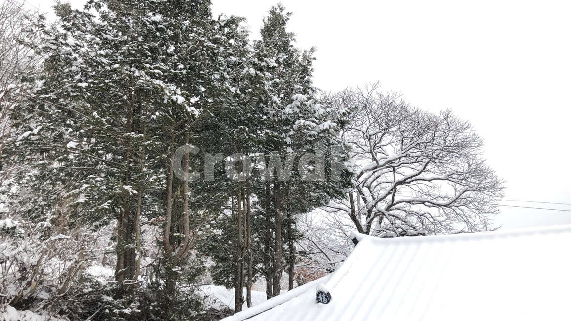 눈,산,나무,눈오는날,겨울,눈이내린시골,시골풍경,눈내린시골,겨울,계절,winter,season,자연,풍경,nature,landscape,tree,plant,식물,outdoors,옥외,fir,전나무