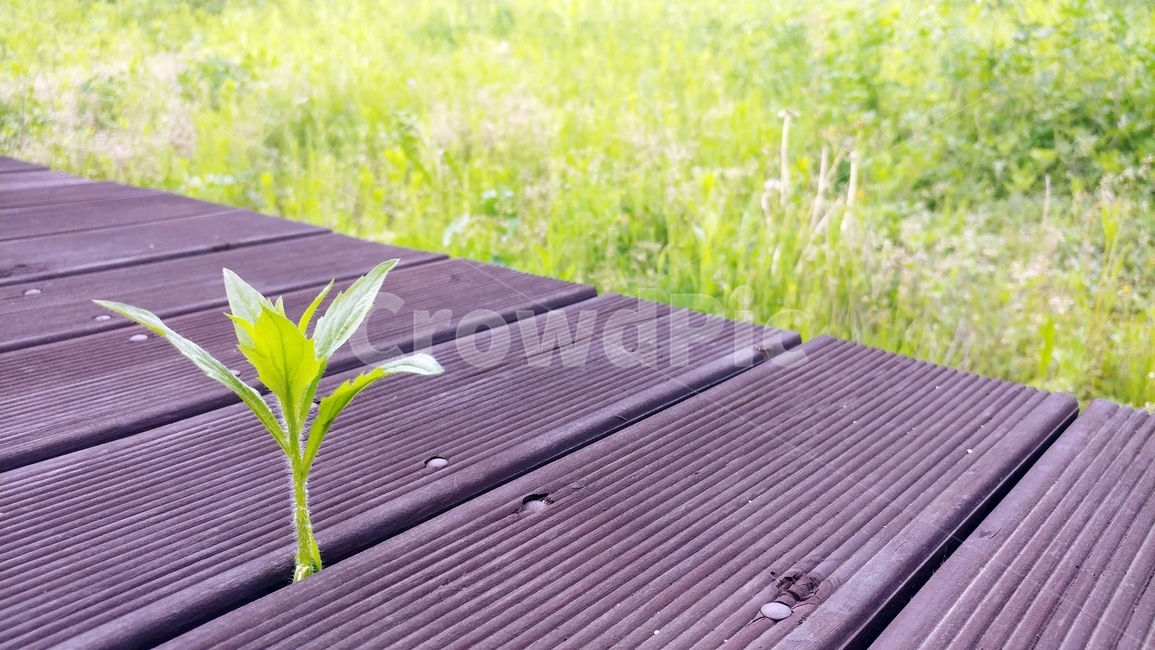 식물,풀,공원,나무판,잡초,식물,자연,plants,nature