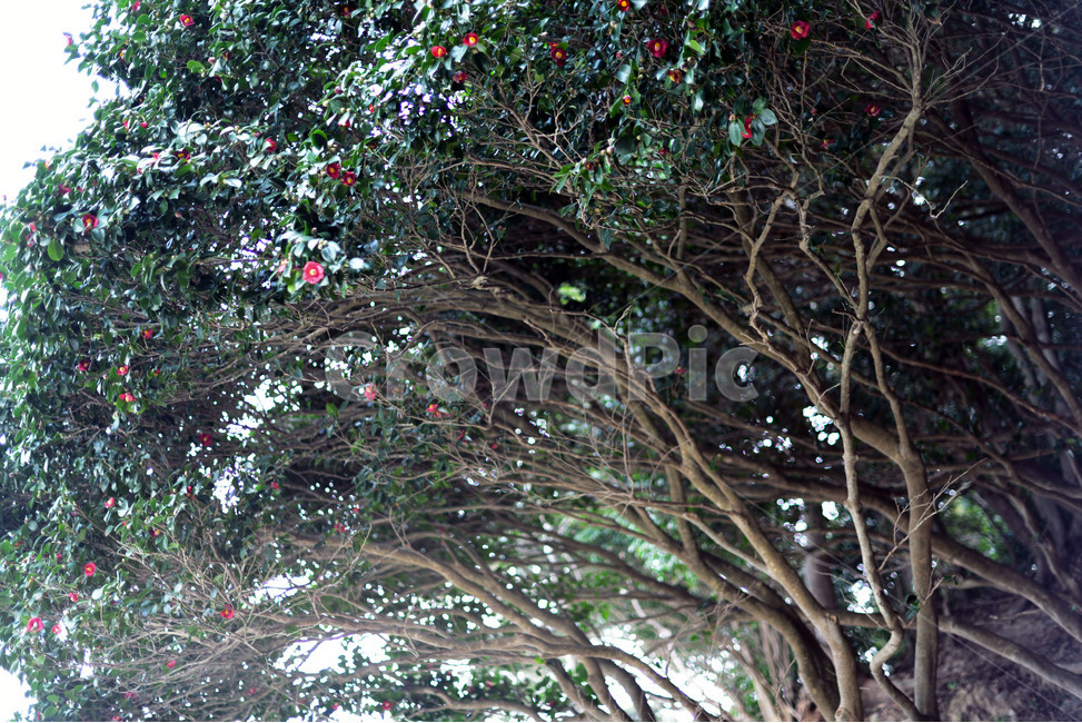 거제,내도,동백,동백나무,붉은꽃,겨울꽃,식물,자연,plants,nature,꽃,flower,나무,trees,wood