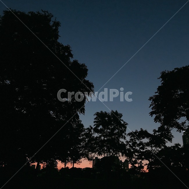 저녁,하늘,저녁하늘,나무,자연,노을,그라데이션,sunset,night,sky,실루엣,일몰,자연,풍경,nature,landscape,야경,밤,nightscape,night,outdoors,옥외,silhouette
