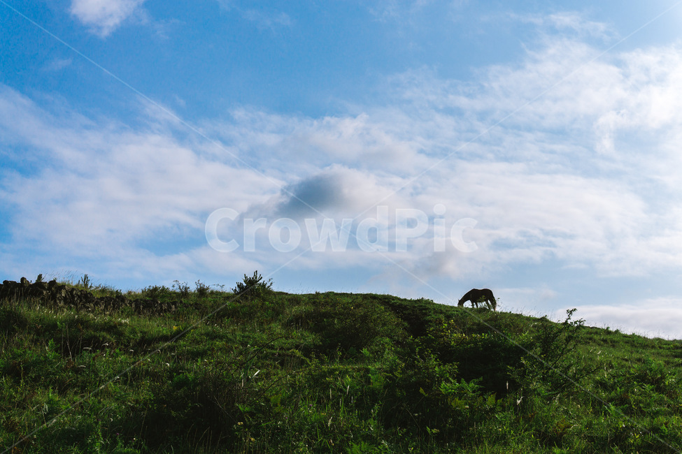 nature,자연,제주도,제주,오름,말,하늘,구름,sky,cloud,자연,풍경,nature,landscape