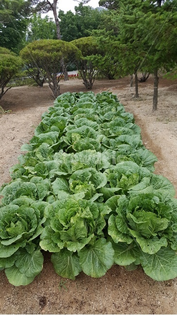 plant,식물,배추,옥외,텃밭,산업,industry,industrial,농업,농사,agriculture,farming,farming industry