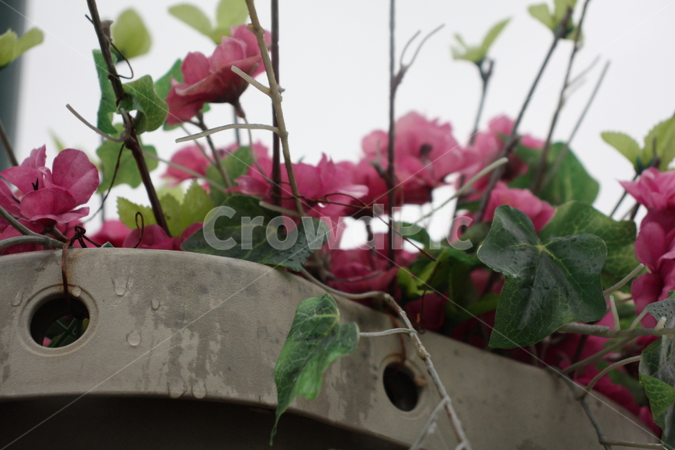 꽃,flower,palnt,식물,자연,nature