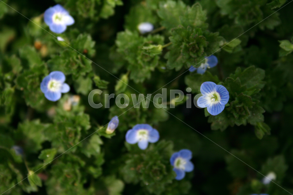봄까치꽃,봄,꽃,spring,flower,봄,계절,spring,season,식물,자연,plants,nature,꽃,flower,geranium,제라늄,plant,blossom,flax,엷은 황갈색
