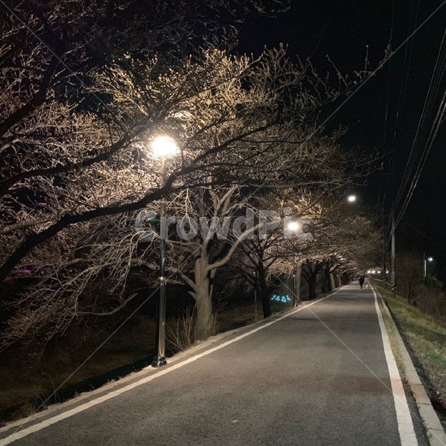 밤,길,뚝방,꽃,벚꽃,봄,전등,가로수길,운동