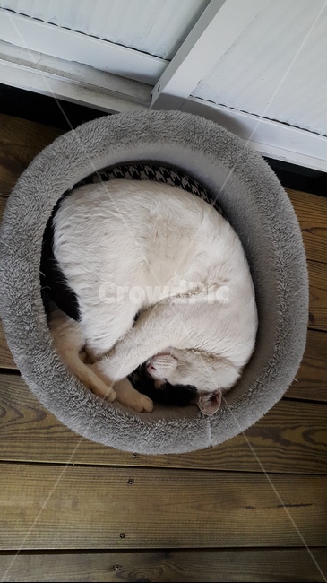 고양이,잠자는고양이,냥이,반려묘,낮잠,휴식,귀여움,힐링,포근함,따뜻함,행복,사랑