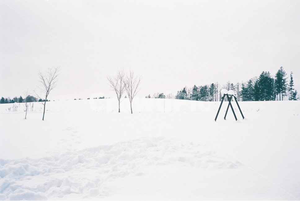 삿포로,눈,눈밭,설원,흰눈,겨울,겨울,계절,winter,season