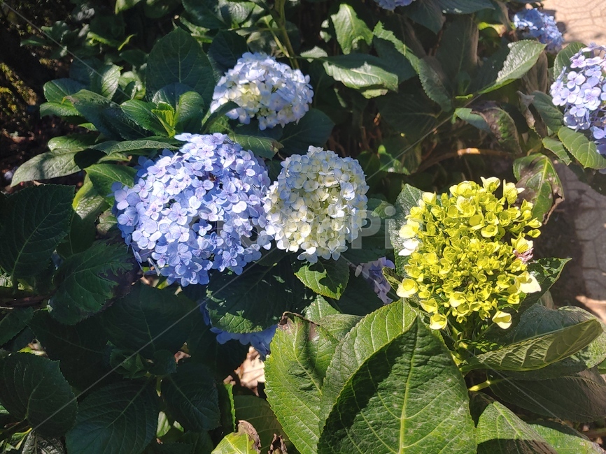 plant,식물,flower,blossom,꽃,bigleafhydrangea,수국,식물,자연,plants,nature,꽃,flower