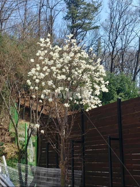 outdoors,옥외,봄,꽃,flower,식물,흰,하얀색