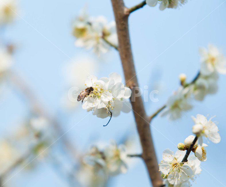벌꿀,자연,꽃,봄,flower,감성,봄,계절,spring,season,식물,자연,plants,nature,꽃,flower,동물,animal,곤충,벌레,insect,bug