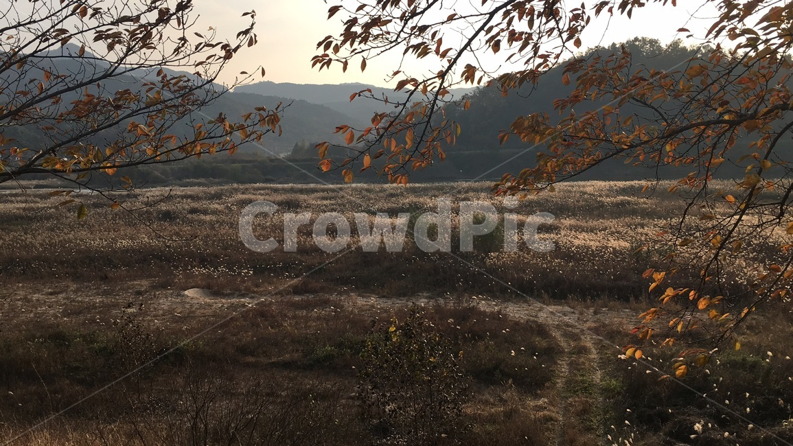 가을,단풍,낙엽,바람,쓸쓸함,계절,풍경,자연